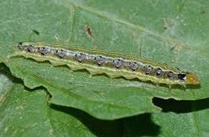 uploads/images/pest/cauliflower leaf webber.jpg